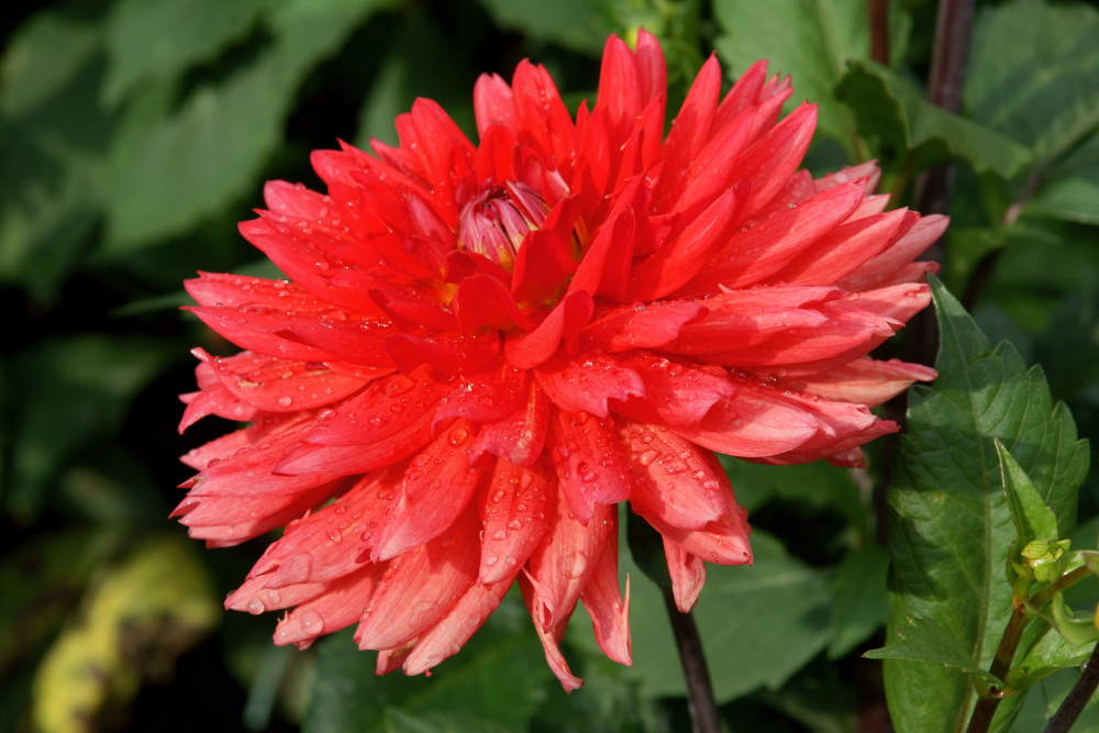SONY DSC