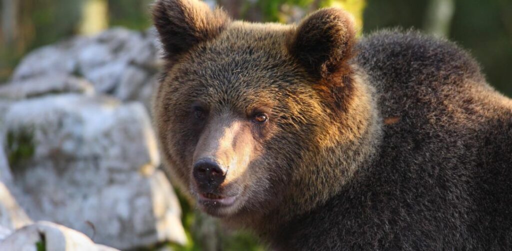 TRIGLAV4
