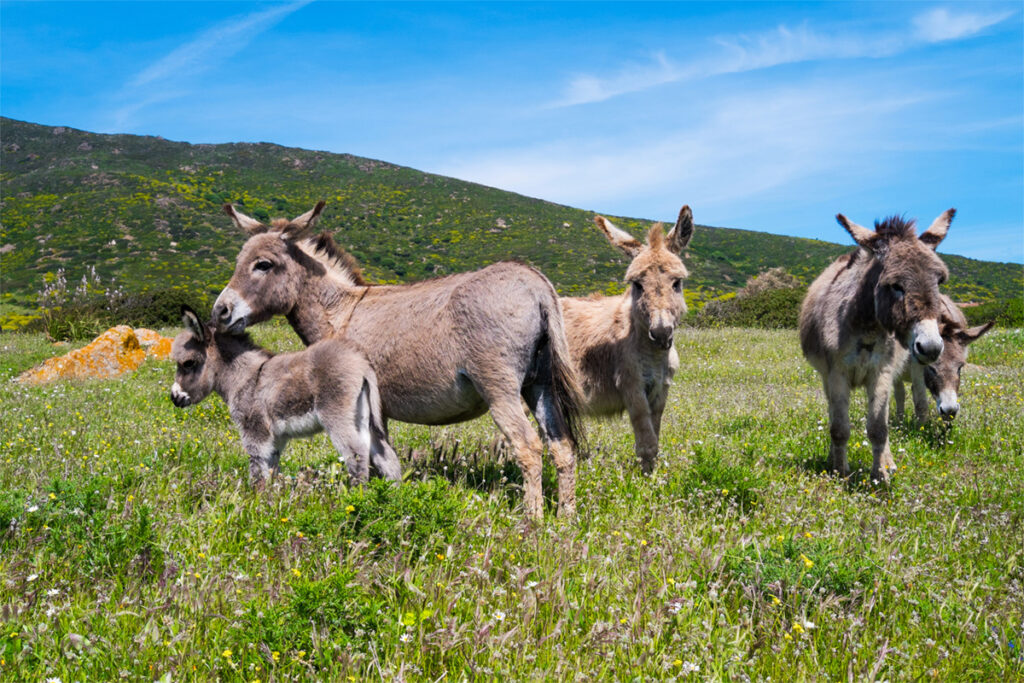 Donkeys in Asinara island in Sardinia, Italy