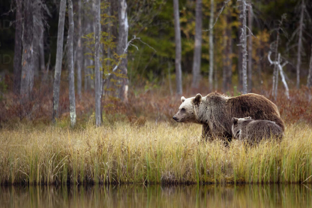 Braunbaer Familie ( Ursus arctos ) bei Däümmerung in der finnischen Taiga, Kainuu, North Karelia, Kuhmo, Finnland