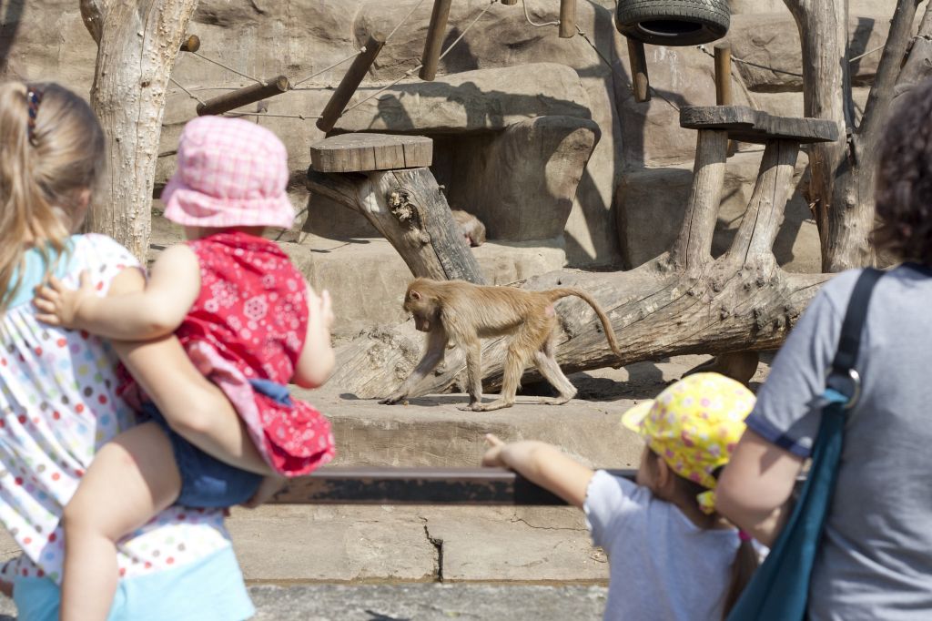 Warsaw zoo tourists and monkey