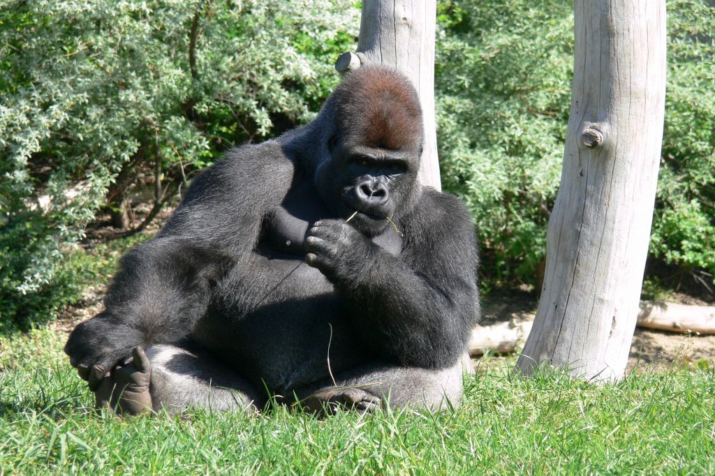 Warszawski-Ogród-Zoologiczny-goryl-Mtonge-fot.-Miejski-Ogród-Zoologiczny-w-Warszawie