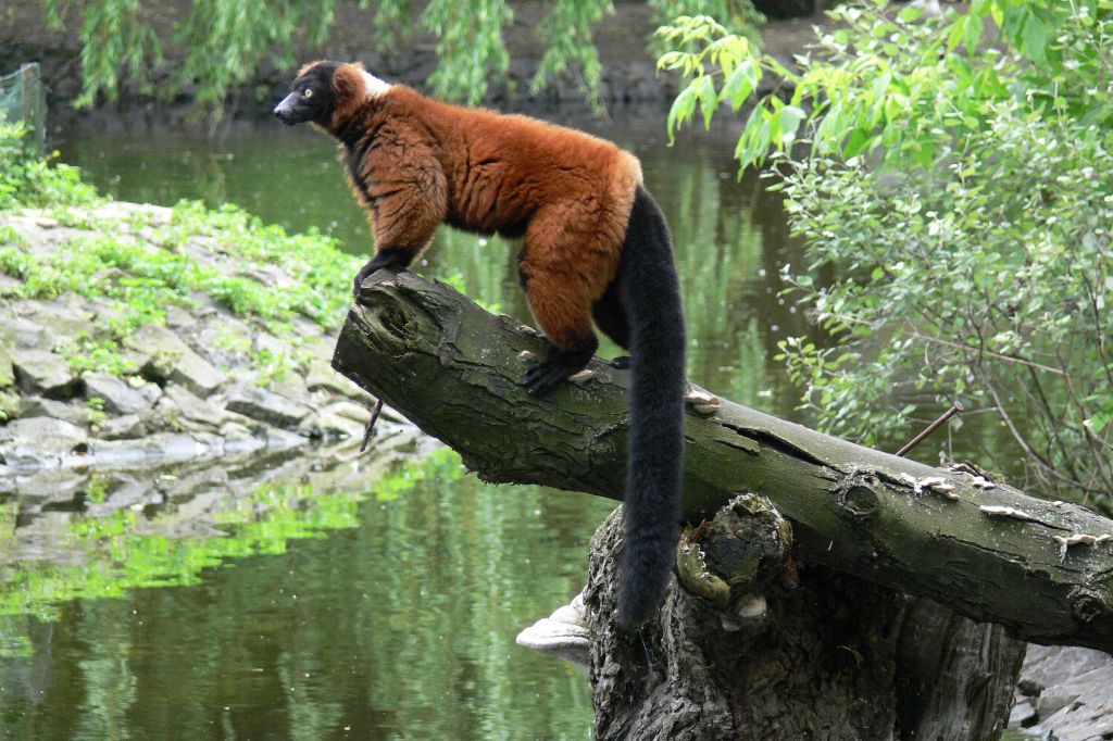 Warszawski-Ogród-Zoologiczny-lemur-wari-fot.-Miejski-Ogród-Zoologiczny-w-Warszawie