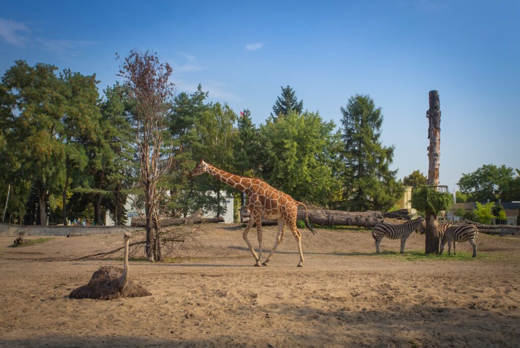zoo-wroclaw3-jpg
