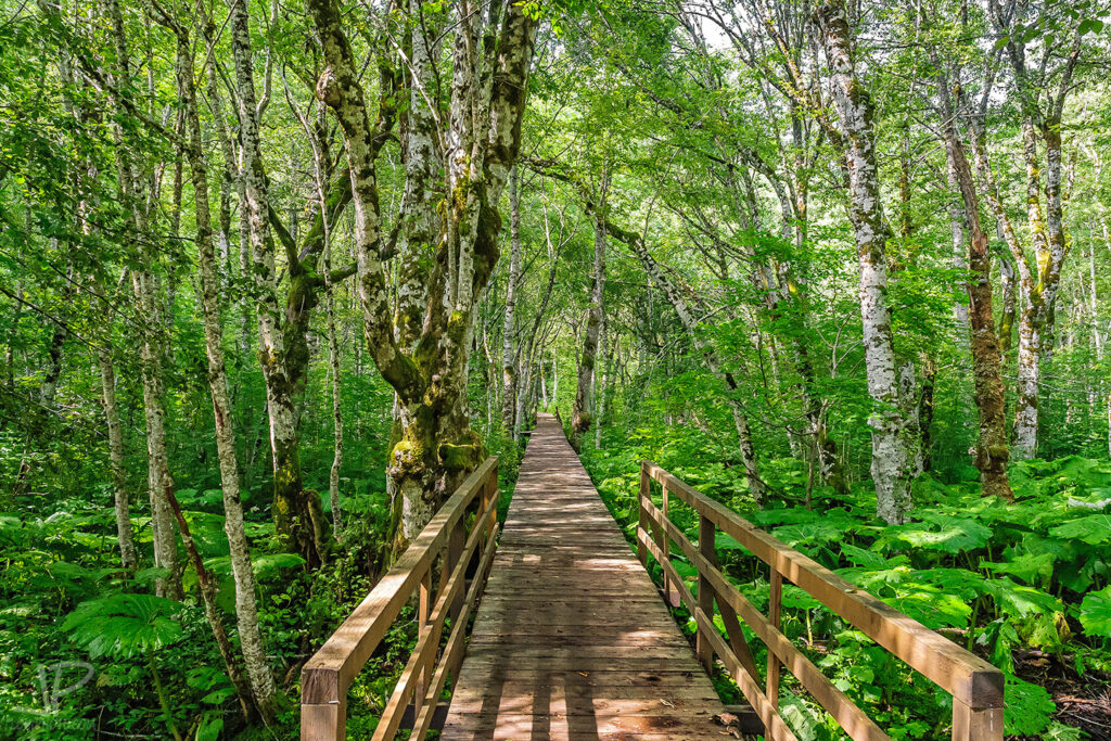 Wooden bridge in Biogradska Gora National Park, Montenegro